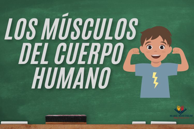 Los músculos del cuerpo humano