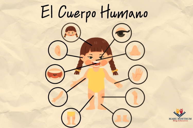 El cuerpo humano para niños explicado