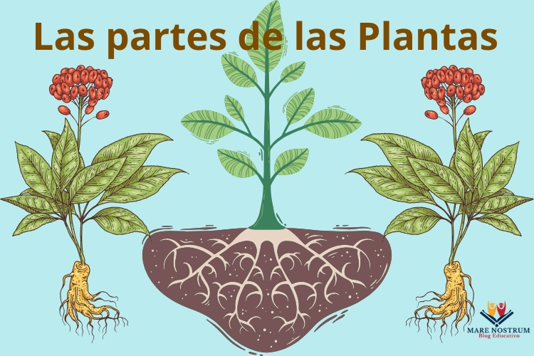 Las partes de las plantas para niños